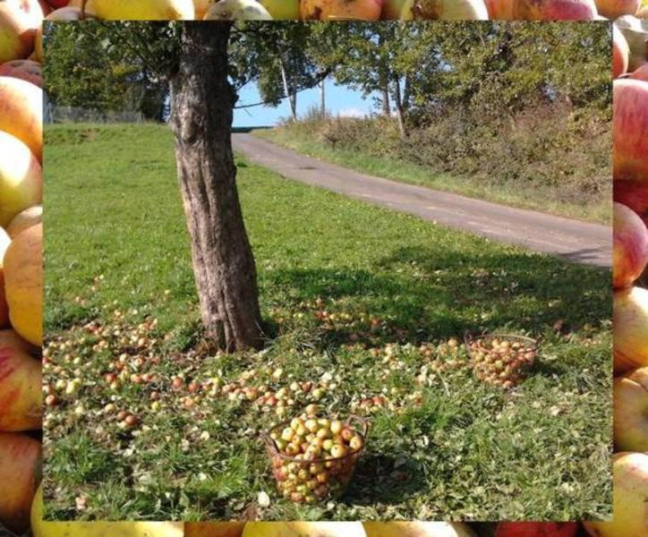 Ferienwohnungen Zeltnerhof Breitenbrunn  Buitenkant foto